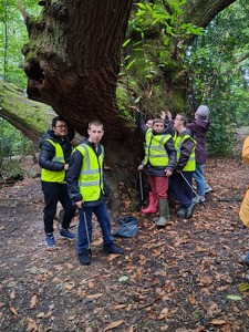 500 year old tree